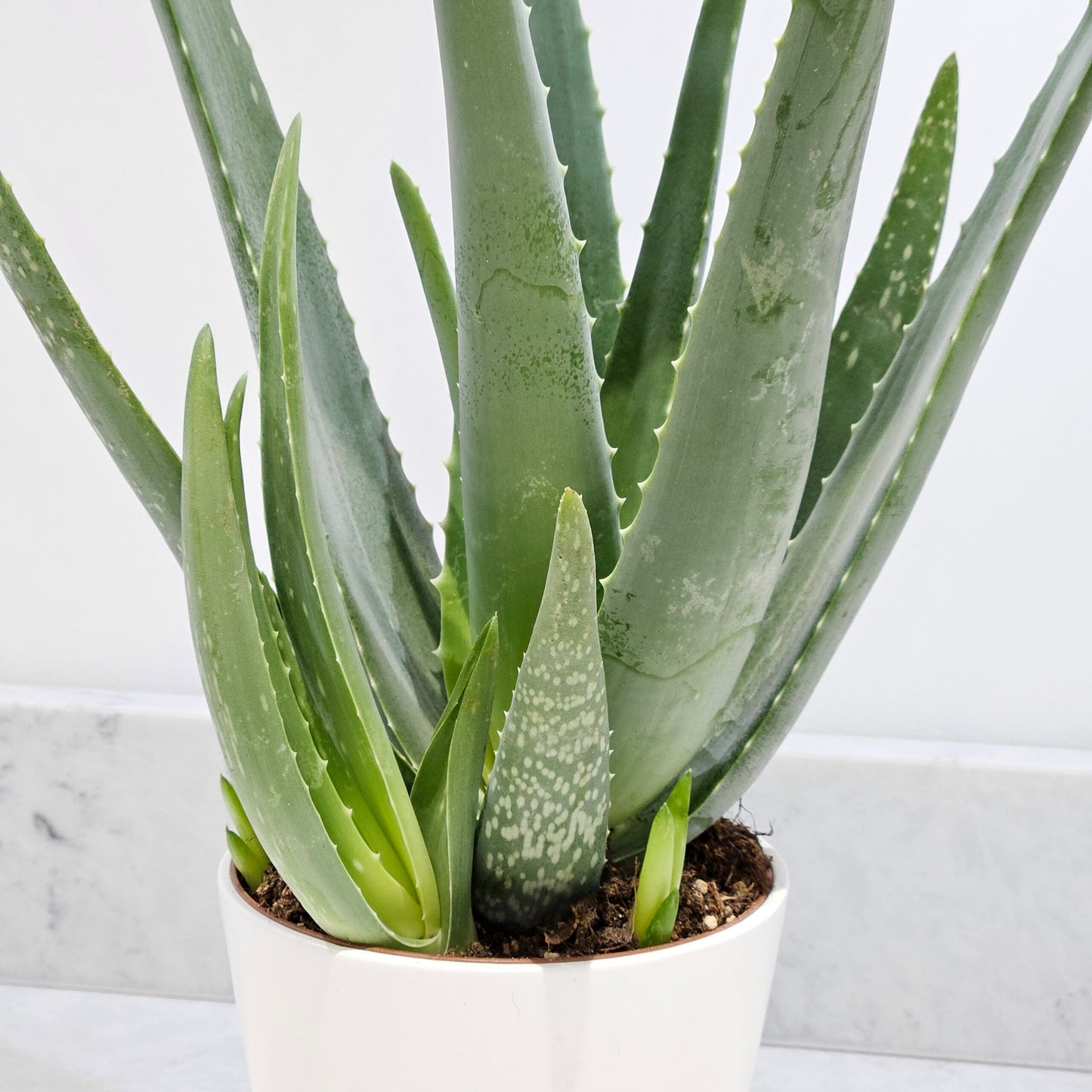 Aloe vera