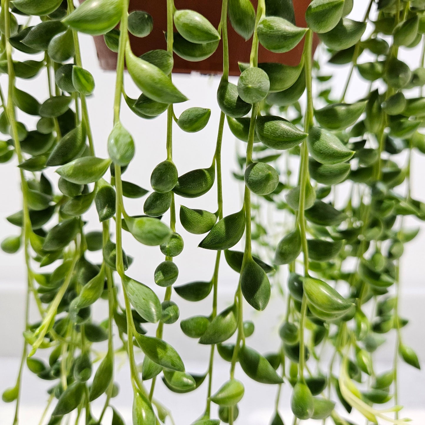 String of raindrops