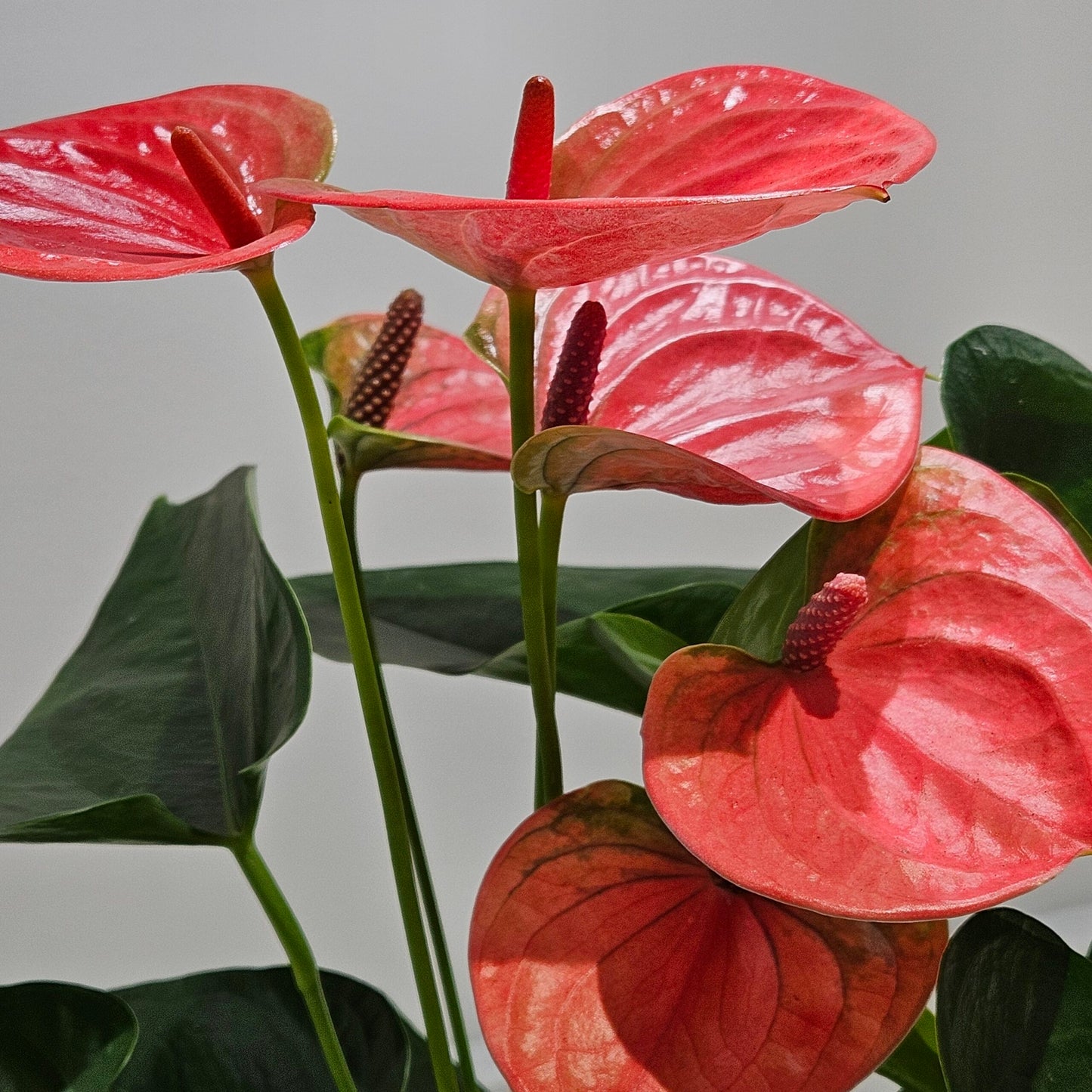 Pink Anthurium Sweet Dreams