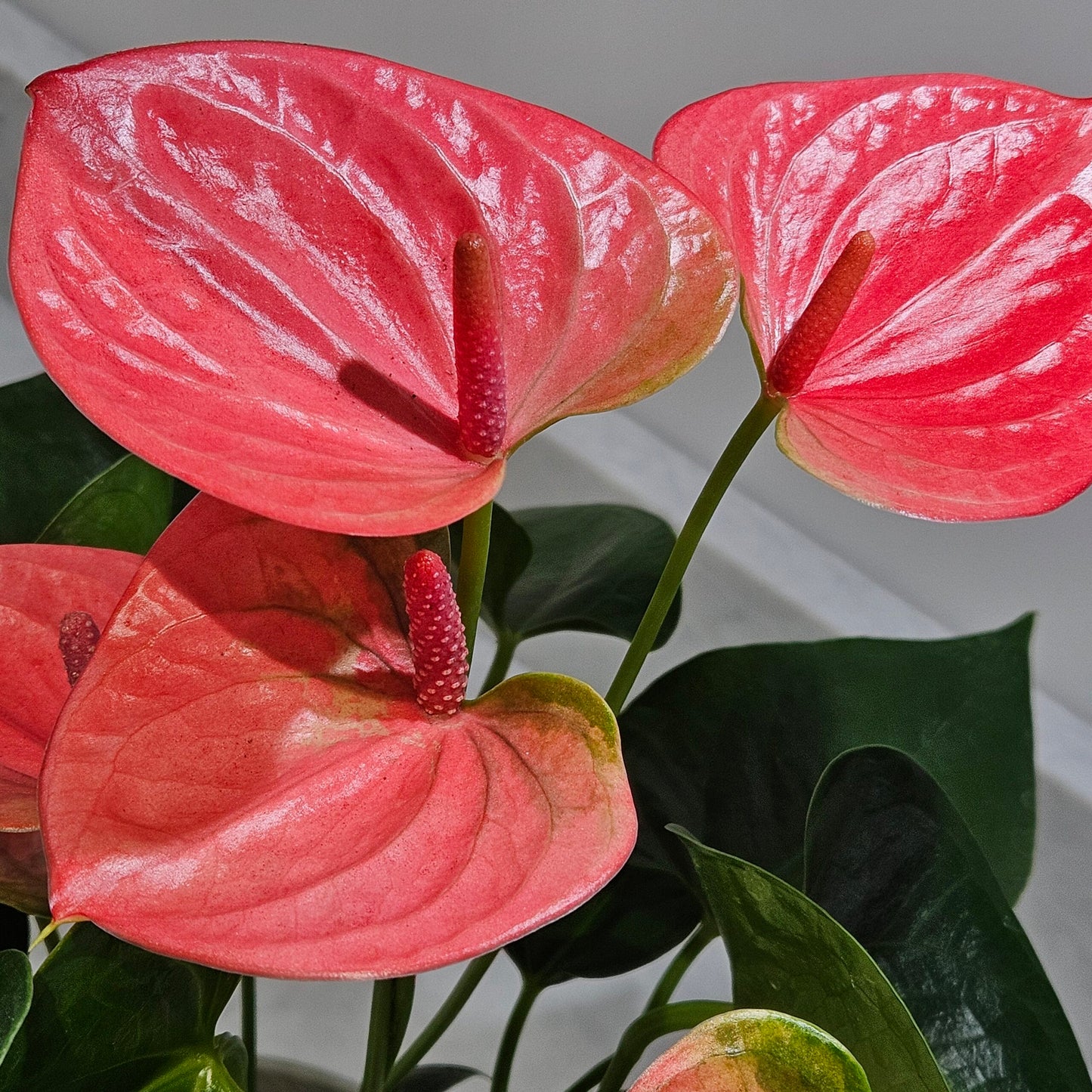 Pink Anthurium Sweet Dreams