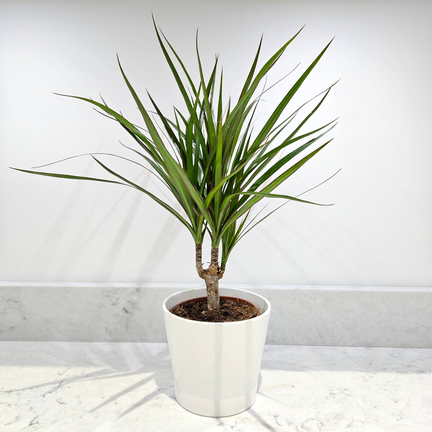 Dragon tree – Dracaena marginata