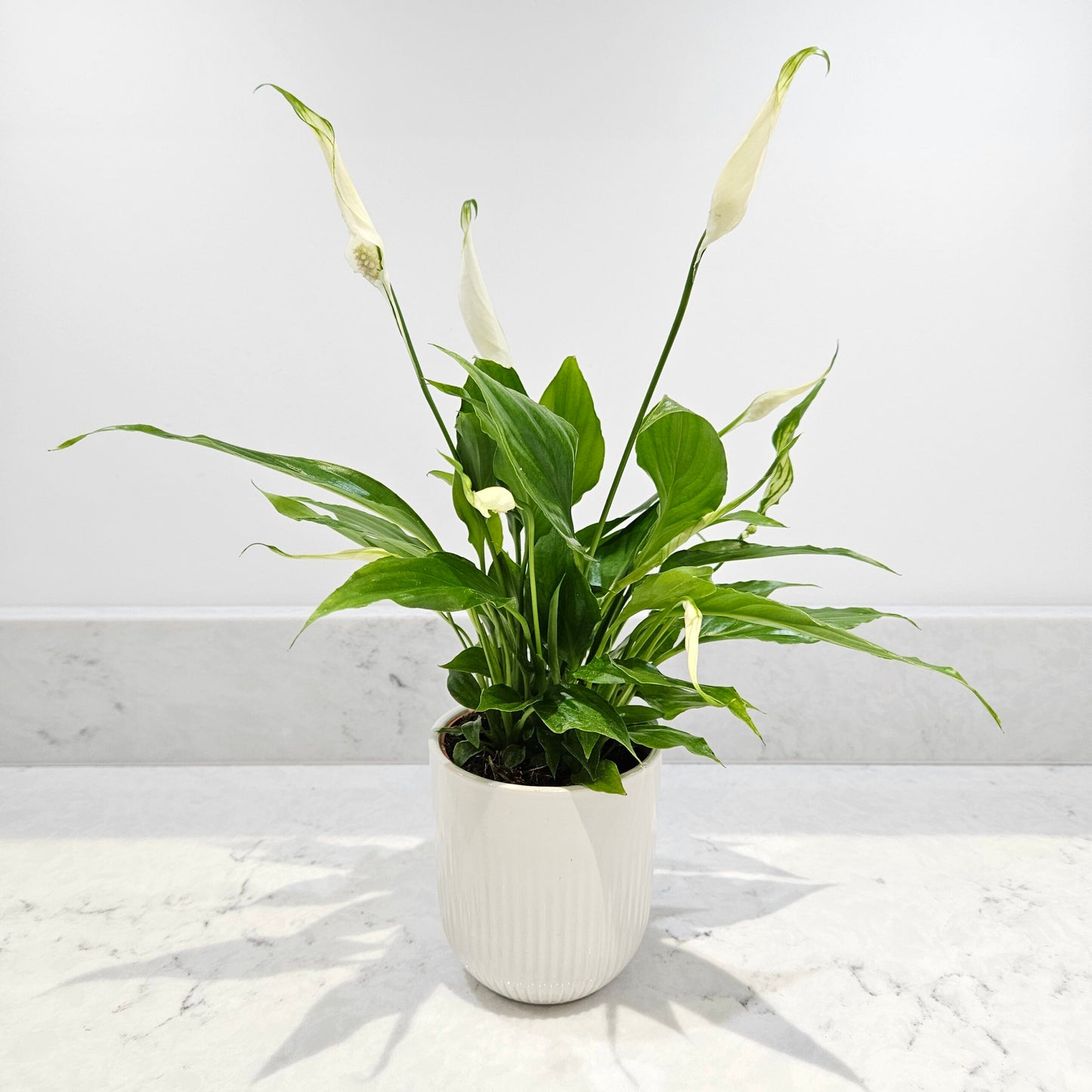 Peace lily