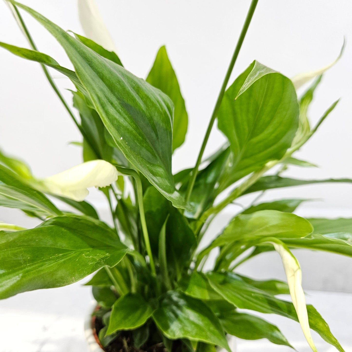 Peace lily