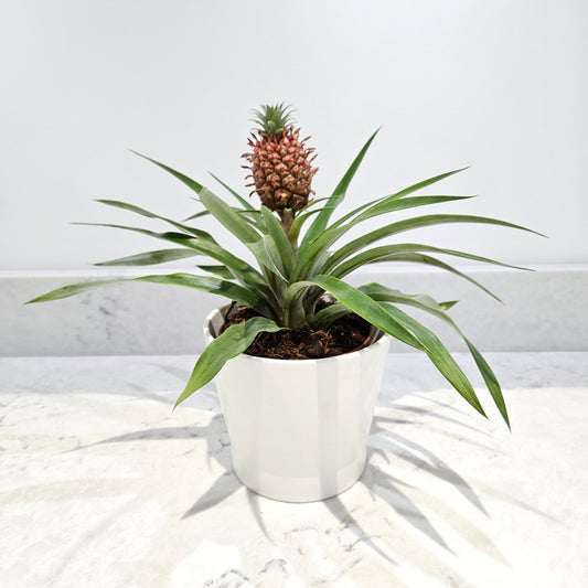 Pineapple Plant