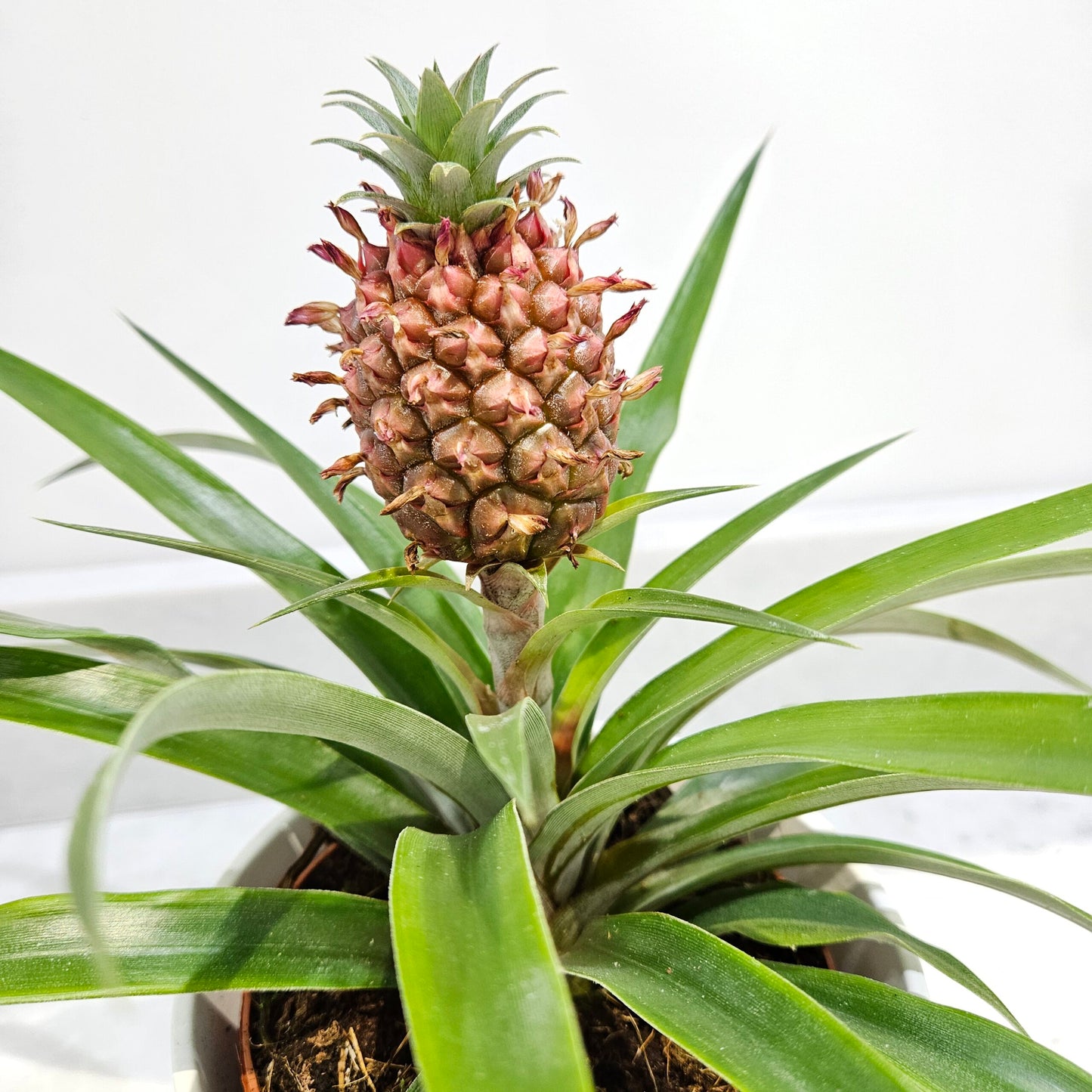 Pineapple Plant