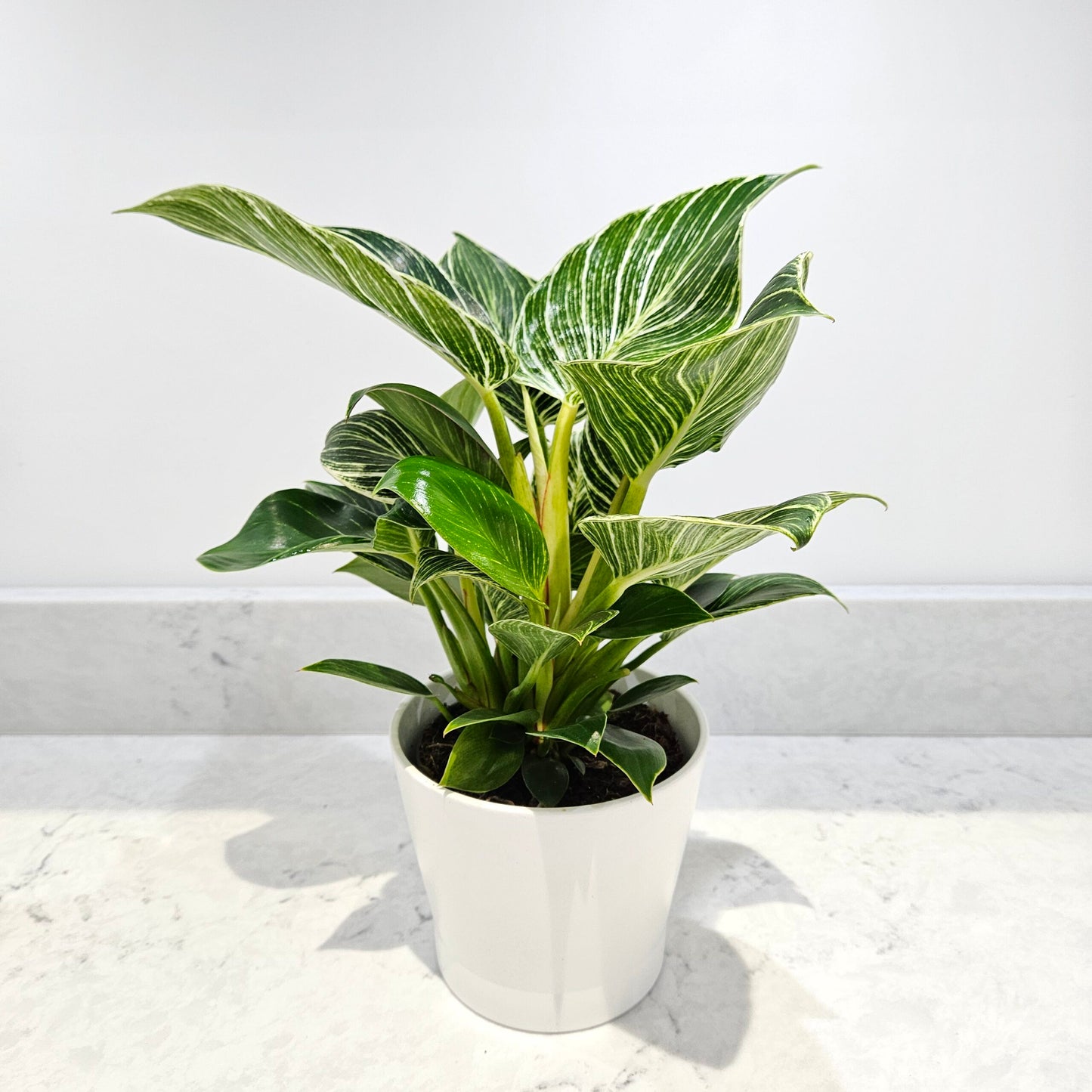 Philodendron white wave birkin