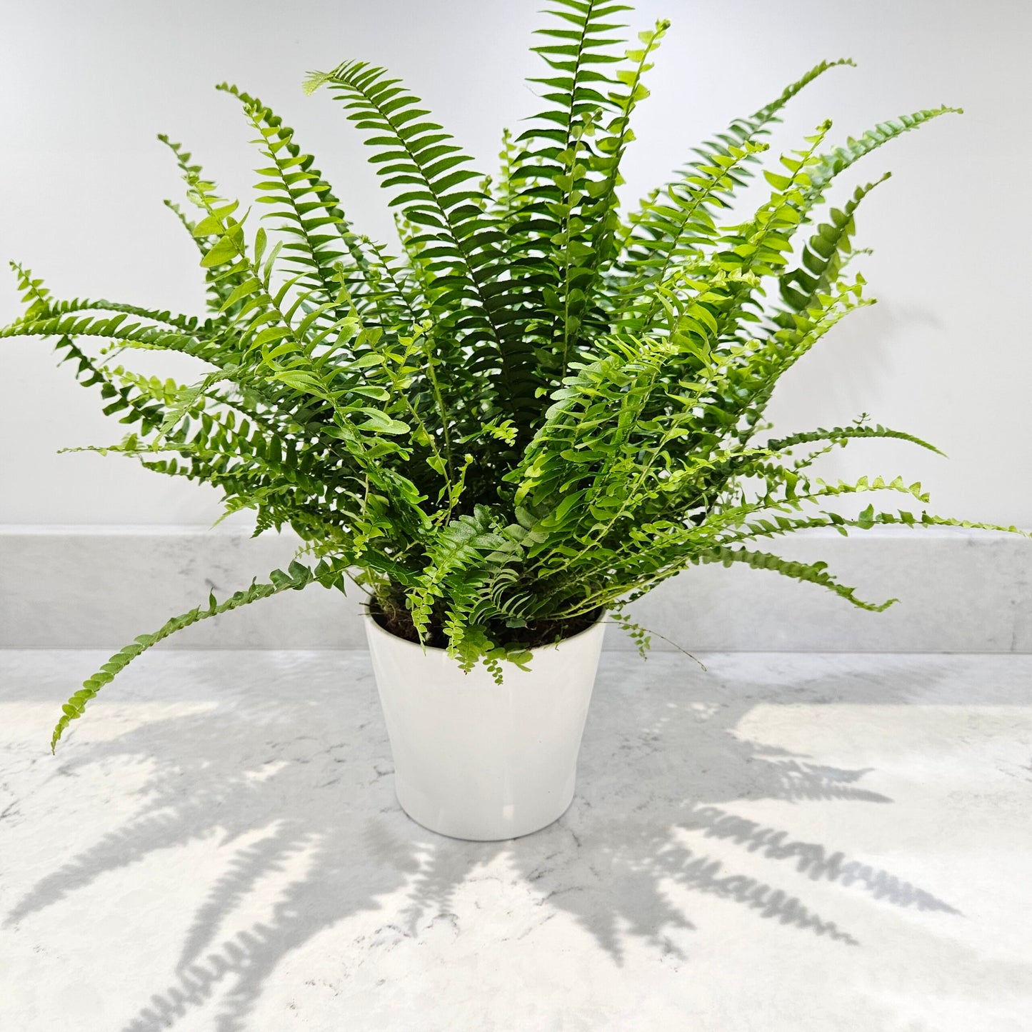 Boston Fern