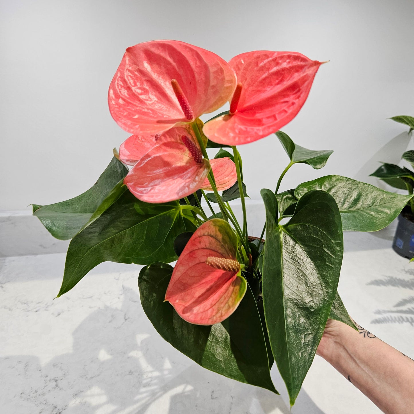 Pink Anthurium Sweet Dreams