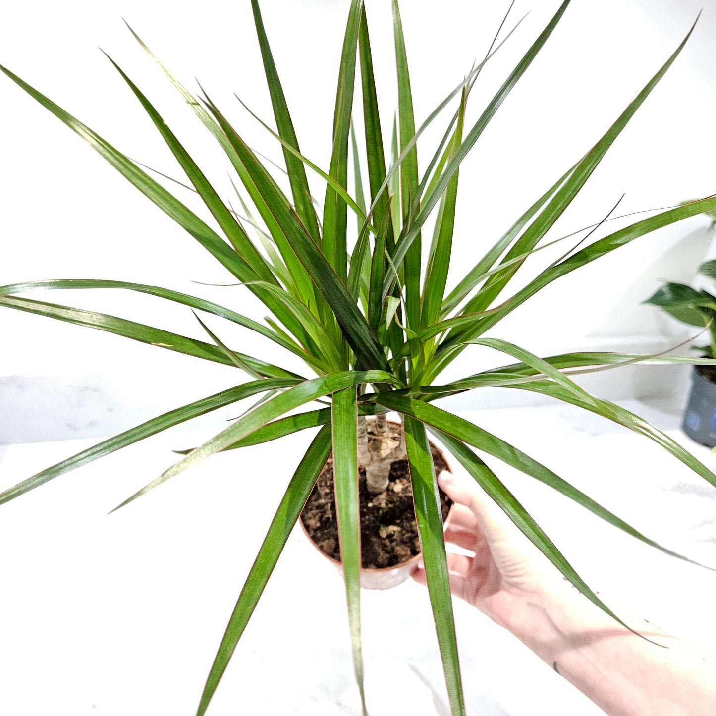 Dragon tree – Dracaena marginata